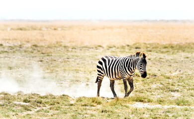  Wild animals in nature , Zebras in the savanna on safari in Kenya .