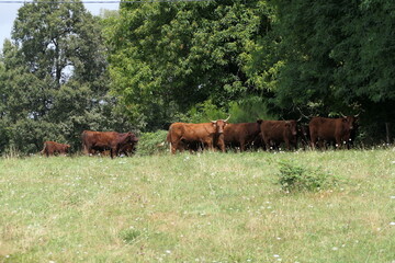 A group of Podolica cows with sleek brown coats and long, pointed horns stands in the shade of lush green trees. The sunlight filters through the leaves, casting dappled patterns on the grass. 