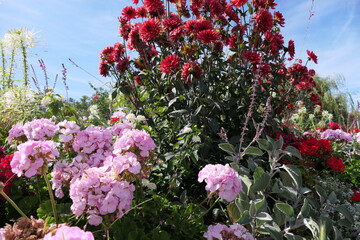 Bright pink and purple flowers bloom in the park.