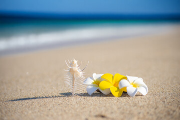 Obraz premium 無人島とプルメリア 