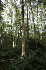 A tall beech tree stands proudly in the beach forest, its smooth, silvery bark gleaming in the dappled sunlight.