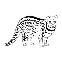 Vector illustration. Hand drawn realistic sketch of asian palm civet or toddy cat.