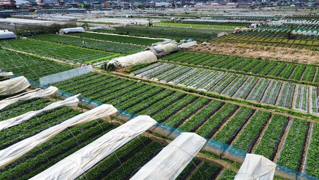 Strawberry Farm Greenhouse in La Trinidad Benguet