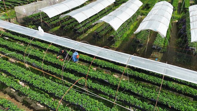 Strawberry Farm Greenhouse in La Trinidad Benguet