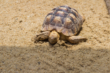 Turtle in Safari World Zoo, Bangkok, Thailand.