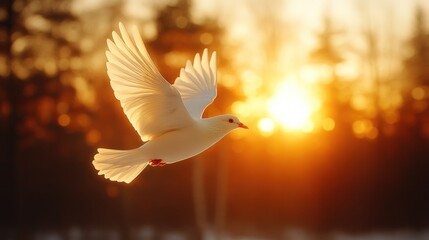 Fototapeta premium White dove in flight at sunset.