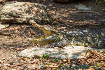 Crocodile in Safari World Zoo, Bangkok, Thailand.