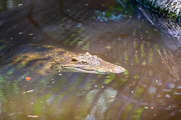Crocodile in Safari World Zoo, Bangkok, Thailand.