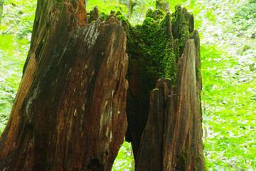 折れた樹に生きる苔