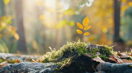 A young plant sprouts from moss on a stone, illuminated by soft sunlight filtering through autumn trees.