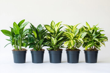Fototapeta premium five potted indoor plants with lush green leaves arranged in a row against a white background, symbolizing nature, freshness, and home decor