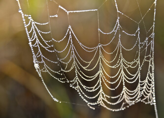 Water drops on spider web