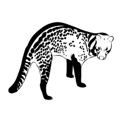 Vector illustration. Hand drawn realistic sketch of asian palm civet or toddy cat.