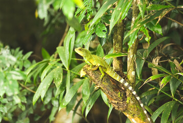Asian water dragon on a branch in a tropical forest in Thailand.