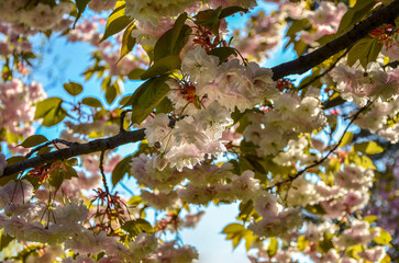 Blooming pink sakura illuminated by the sun in the city park.