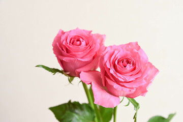 ピンクのばら