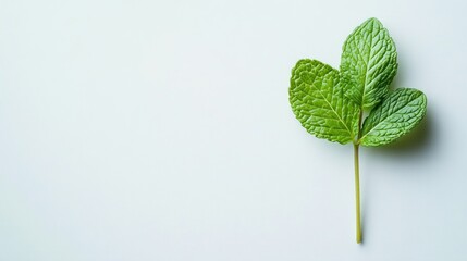 Fresh mint sprig on white background; simple, clean design for food, health, or cosmetic use
