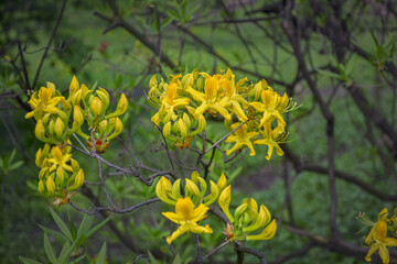 Blooming yellow rhododendron in the city park.