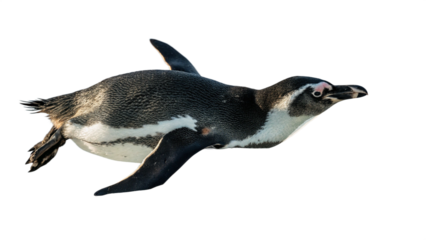 Penguin, photography, natural light, isolated, white background or transparent background.