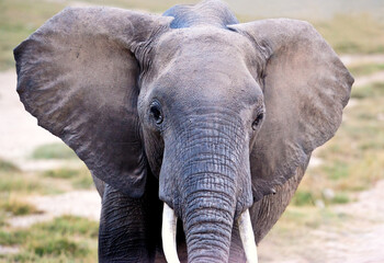 African Elephant, Masai Mara National Park, Kenya. Wildlife scene in nature habitat