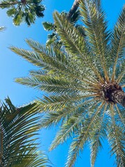 Palmtree 