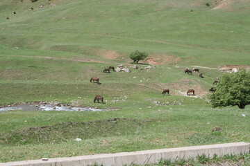 herd of sheep and horses