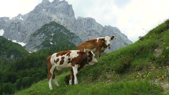Cows in the mountains of Southern Germany, Bavaria