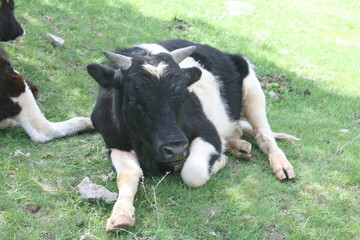 cow and calf