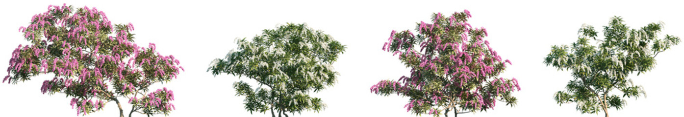 Set of Pieris japonica (the Japanese andromeda or Japanese pieris) frontal isolated png on a...