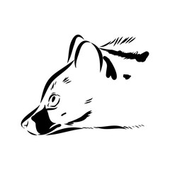 Vector illustration. Hand drawn realistic sketch of asian palm civet or toddy cat.