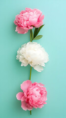 Three pink and white peonies arranged vertically on a refreshing turquoise background