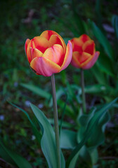 Two bright tulips blooming in the garden in the evening light.