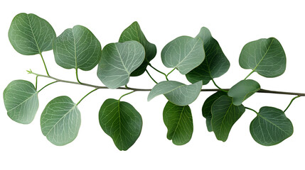 Fototapeta premium Eucalyptus Branch Fresh Green Leaves, Natural Botanical for White Background Themes, isolated on transparent background.