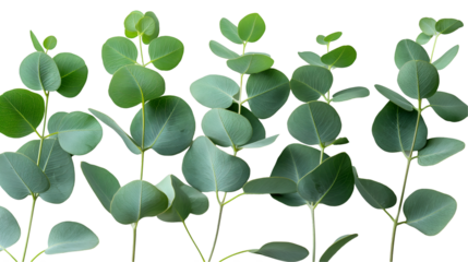 Eucalyptus Leaves Green Botanical, Fresh Spa Plant for Nature and Relaxation Themes, isolated on transparent background.