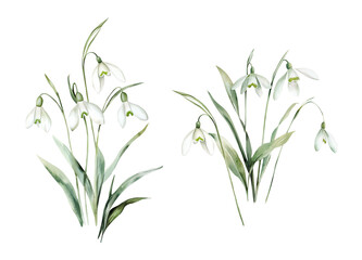 Obraz premium Watercolor Illustration Bouquets of Snowdrops Flowers. Botanical illustration for invitation and social media.