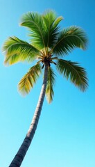 Leaning palm, vibrant green fronds against clear sky, single palm tree, palm