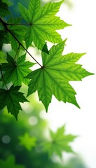 Fototapeta na wymiar Lush green maple, striking against pure white, summer, graphic
