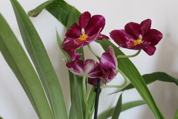 Orchidee
