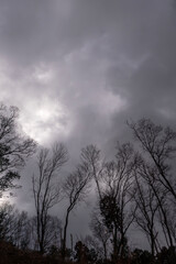 Obraz premium 冬の空と枯れ木がつくる風景