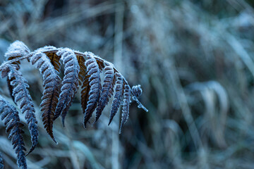 Roślina © Karolina