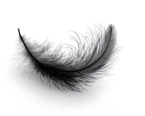 Obraz premium Single black feather floating on white background; studio shot for design