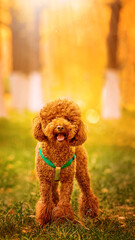 teddy dog in the grass