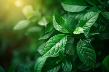 Nature of green leaf in garden at summer. Natural green leaves plants using as spring background. High definition photo