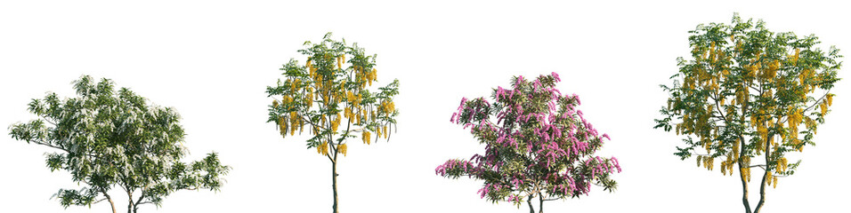Set of Pieris japonica and Cassia fistula frontal isolated png on a transparent background...