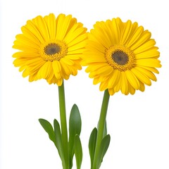 Naklejka premium Two Bright Yellow Gerbera Daisies Against White Background