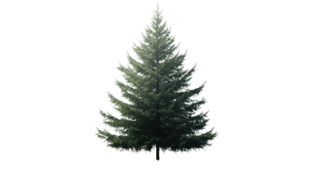 Evergreen Majesty: A towering evergreen tree stands tall, showcasing its lush green needles and iconic conical shape