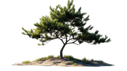 Lonely Pine Tree on a Hill: A solitary pine tree stands proudly on a small hillock of sand and grass, its lush green needles contrasting with the rustic textures.