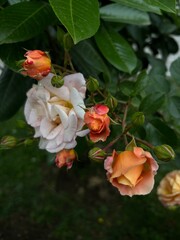 A close-up of a garden rose branch with flowers in various blooming stages. The petals transition from soft cream to warm orange. The green foliage contrasts beautifully, highlighting natural elegance
