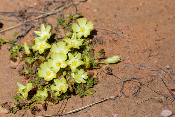 Grielum humifusum in natural habitat in the Northern Cape of South Africa
