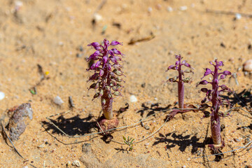 Lachenalia sp. north of Doringobs in the Northern Cape of South Africa